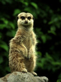 Curious Meerkat  Suricata Suricatta