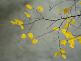 Yellow Autumnal Brich (Betula) Tree Limbs Against Gray Stucco Wall