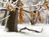 Leaves and Snow  Yosemite  California