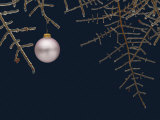 Ice on Branches