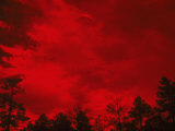 Tree Silhouettes Against a Red Sky