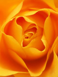Still Life Photograph  Close-Up of Orange Rose