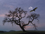 Oak Tree Silhouetted Against Cloudy Sunrise with Partially Obscured Moon and Flying Vulture