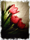 Three Red Tulips