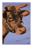 Cow  c1971 (Purple and Orange)