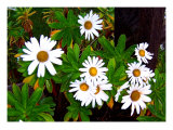 Montauk Lilies