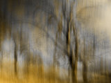 Composited Image of Trees