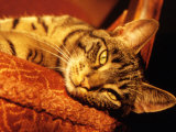 Lazy Cat on the Sofa