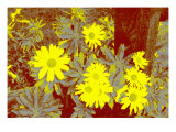 Yellow Daisies
