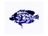 Blue Dapple Fish Print