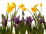 Still Life Photograph  a Collection of Spring Flowers in One Frame