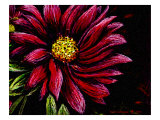 Dahlia Flower in Pastels