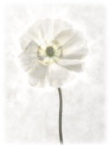 Still Life of a Flower