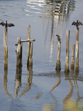Cormorants  California Coast