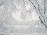 Image of Snow Covered Trees