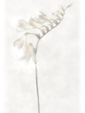 Still Life of Flowers