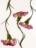 Flowing Carnation Flowers