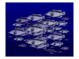School of Panther Grouper Swim the Seas