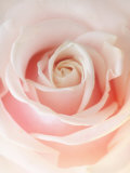 Still Life Photograph  a Pink Rose  Shot with Shallow Dof