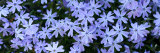 Panoramic Detail of Ground Cover Flowers