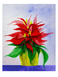 Poinsetta Flower in Pot