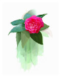 Red Camellia Flower