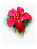 Hibiscus Flower