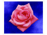 Pink Rose on Blue Background