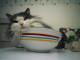 Maine Coon Cat Rests in a Bowl on Top of a Refrigerator