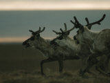 Caribou in Tundra