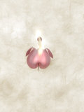 Still Life of a Flower