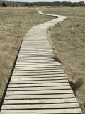 Boardwalk across a Tidal Marsh Leading to a Wooden Area at a Wildlife Sanctuary