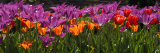Panoramic Detail of Purple and Orange Tulips
