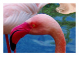 Headsup of Flamingo Bird