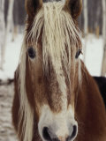 Close View of a Horse Named "King" in Winter
