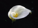 White Calla Lily  Zantedeschia Aethiopica