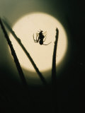Spider with a Captured Fly in a Salt Marsh at Sunrise