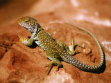 Collared Lizard (Crotaphytus Collaris)  Sedona  Arizona  USA