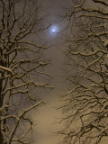 Night Image of Trees Bathed in Artificial Light from City Lights and the Full Moon