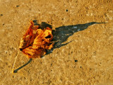 A Fallen Autumn Leaf and it's Shadow