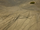 Aerial View of Animal Trails Leading to a Watering Hole