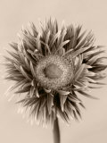 Still Life Photograph  a Gerbera Close-Up with Sepia Toning