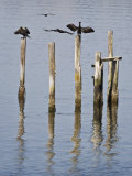 Cormorants  California Coast