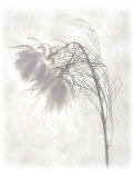 Still Life of Flowers