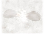 Still Life of Flower Petals