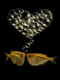 Tetra Fish Blowing Bubbles in Heart Shape