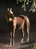 Brown Horse Standing on Trail by Tree