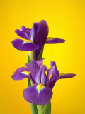 Still Life Photograph  Iris Flowers with Strong Yellow Colour Background