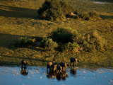 Aerial of African Elephants in the Waters of the Okavango Delta