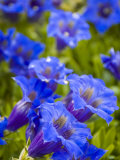 Blue Gentians